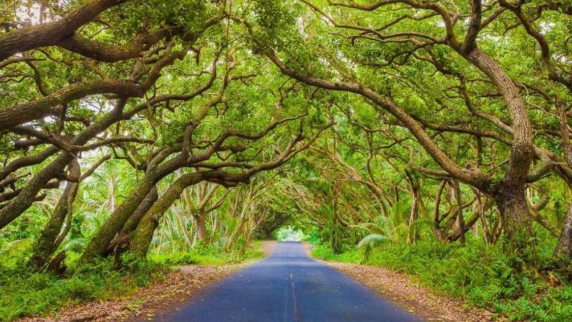 Off-Grid Getaway With Ocean Views In Paradise Pahoa 外观 照片